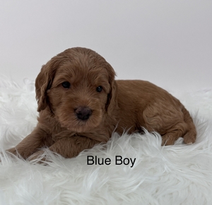 Blue boy